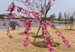 科学网应对赏樱热潮的樱花研究与应用